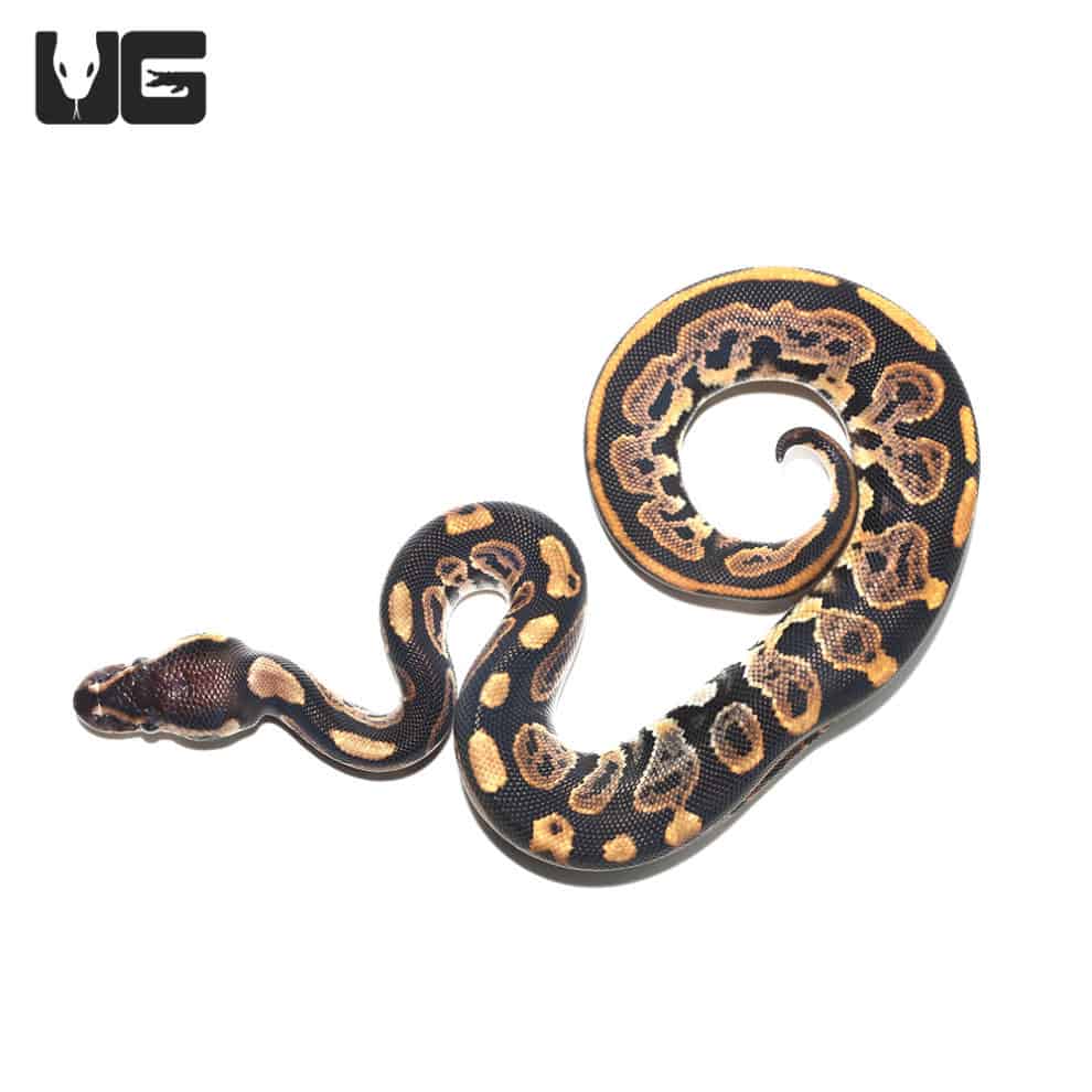 Baby Enchi Pied Ball Python For Sale Underground Reptiles baby-enchi-pied-ball-python-for-sale-underground-reptiles