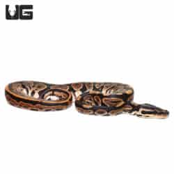 Baby Baby Black Pastel Het Calico Ball Python (Python regius) For Sale - Underground Reptiles