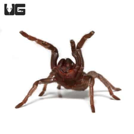 Panamanian Gold Tarantula (aphonopelma belindae) For Sale - Underground Reptiles