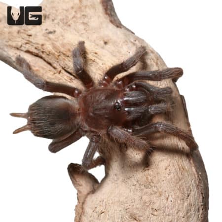 Panamanian Gold Tarantula, 0.25-0.75 inches, native to Panama, known for its golden coloration and s.