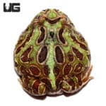 Peppermint Pacman Frog (Ceratophrys cranwelli) For Sale - Underground Reptiles