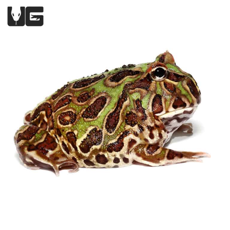 Peppermint Pacman Frog For Sale Underground Reptiles