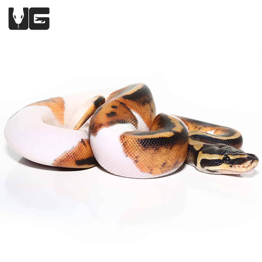 Baby Pied Ball Pythons (Python regius) For Sale - Underground Reptiles