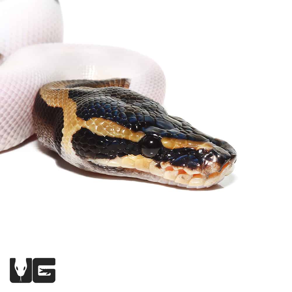 Baby Pied Ball Pythons (Python regius) For Sale Underground Reptiles