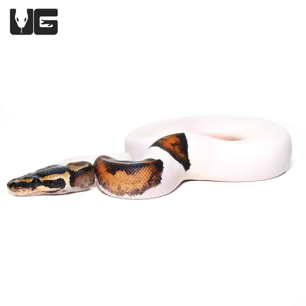 Baby Pied Ball Pythons (Python regius) For Sale Underground Reptiles