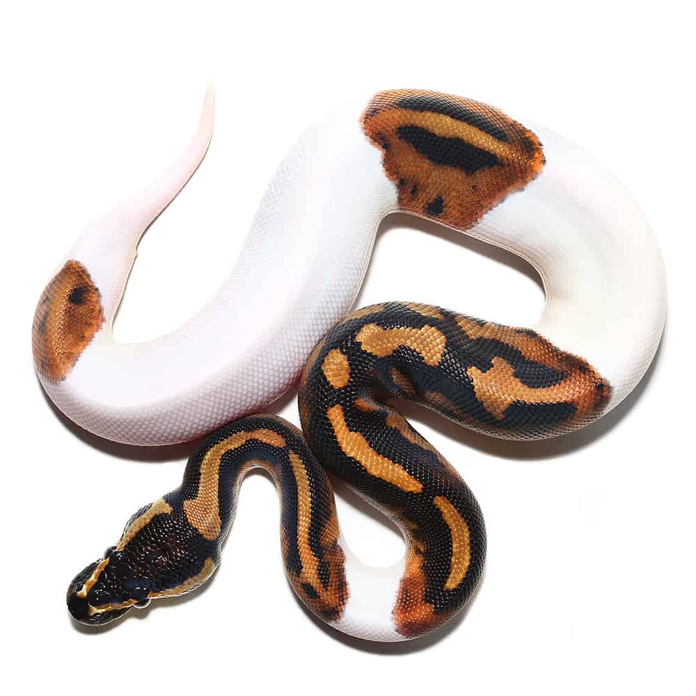 Baby Pied Ball Pythons (Python regius) For Sale - Underground Reptiles