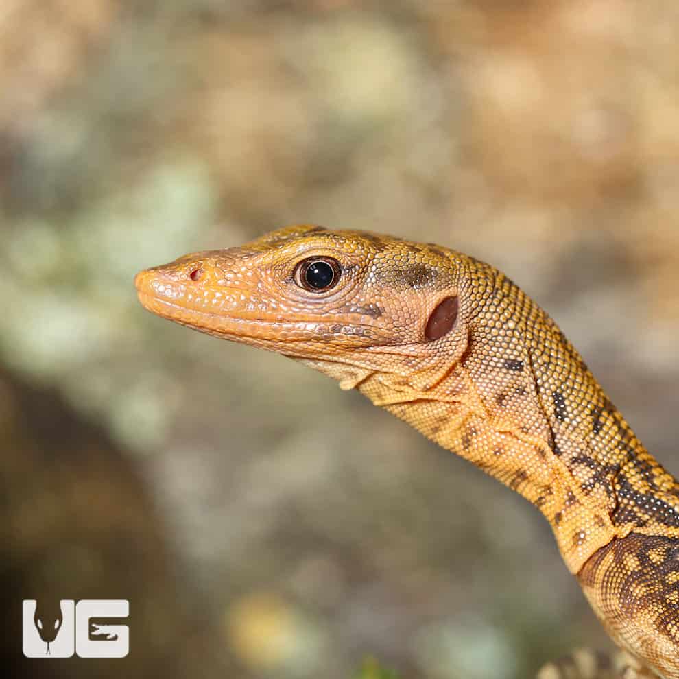 Baby Yellow Quince Monitors For Sale Underground Reptiles