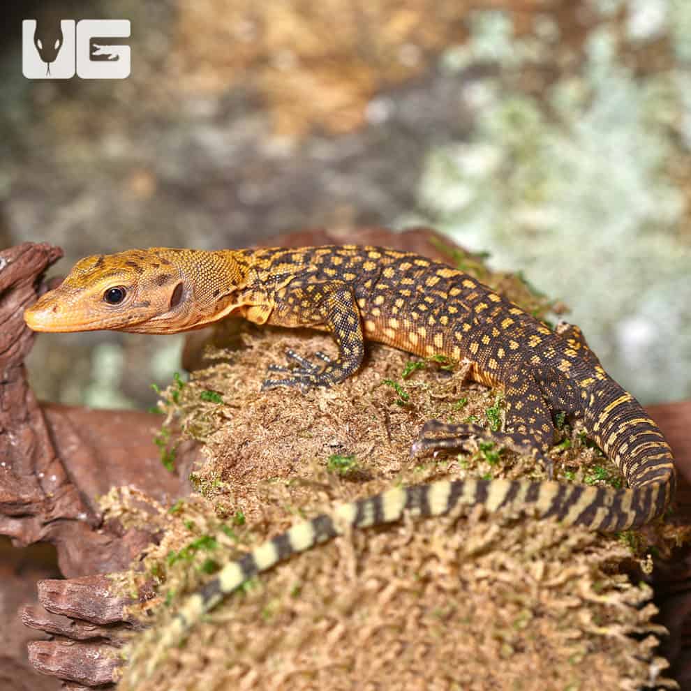 Baby Yellow Quince Monitors For Sale Underground Reptiles