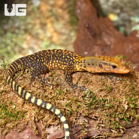 Baby Yellow Quince Monitors (Varanus melinus) For Sale - Underground Reptiles
