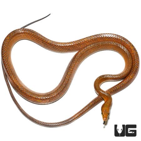 "Gold" Red Tailed Green Ratsnake(Gonyosoma oxycephalum) For Sale - Underground Reptiles