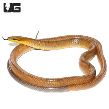 "Gold" Red Tailed Green Ratsnake(Gonyosoma oxycephalum) For Sale - Underground Reptiles