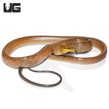 "Gold" Red Tailed Green Ratsnake(Gonyosoma oxycephalum) For Sale - Underground Reptiles