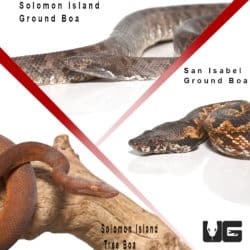 Solomon Island Starter Pack (Candoia carinata paulsoni/Candoia bibroni) for sale - Underground Reptiles