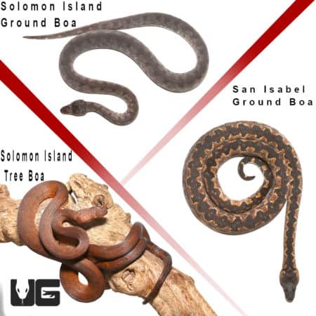 Solomon Island Starter Pack (Candoia carinata paulsoni/Candoia bibroni) for sale - Underground Reptiles