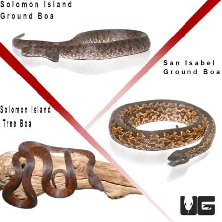 Solomon Island Starter Pack (Candoia carinata paulsoni/Candoia bibroni) for sale - Underground Reptiles