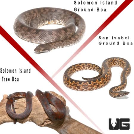 Solomon Island Starter Pack (Candoia carinata paulsoni/Candoia bibroni) for sale - Underground Reptiles