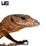 Adult Spiny Neck Monitors (Varanus spinulosus) For Sale - Underground Reptiles
