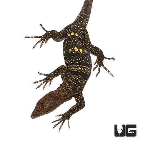 Adult Spiny Neck Monitors (Varanus spinulosus) For Sale - Underground Reptiles