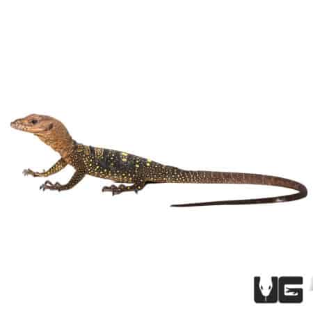 Spiny Neck Monitor lizard with distinctive yellow and black markings, native to Australia.