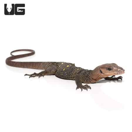 Spiny Neck Monitor #3 (Varanus spinulosus) For Sale - Underground Reptiles