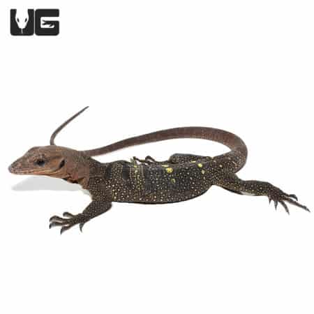 Spiny Neck Monitor #3 (Varanus spinulosus) For Sale - Underground Reptiles
