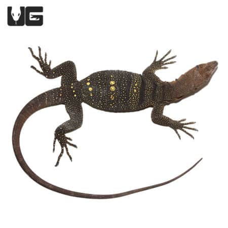 Spiny Neck Monitor #3 (Varanus spinulosus) For Sale - Underground Reptiles
