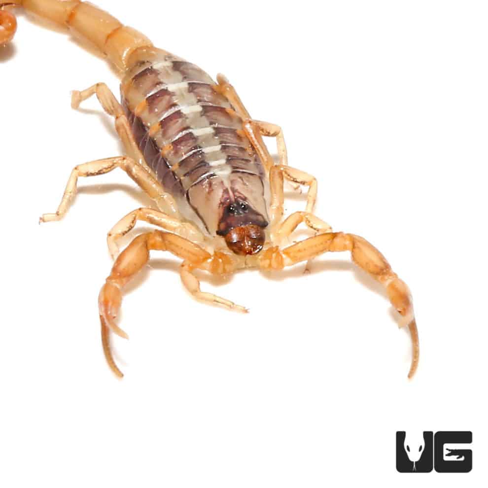 African Striped Bark Scorpions (Uroplectes vittatus) For Sale