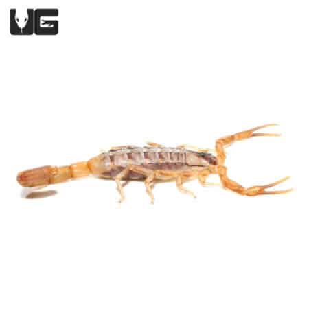 African Striped Bark Scorpions (Uroplectes vittatus) For Sale - Underground Reptiles