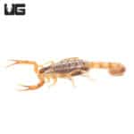 African Striped Bark Scorpions (Uroplectes vittatus) For Sale - Underground Reptiles
