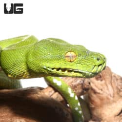 Sub-Adult Aru Green Tree Python #2 (Morelia viridis) For Sale - Underground Reptiles