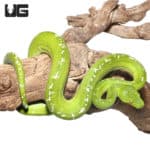Sub-Adult Aru Green Tree Python #2 (Morelia viridis) For Sale - Underground Reptiles