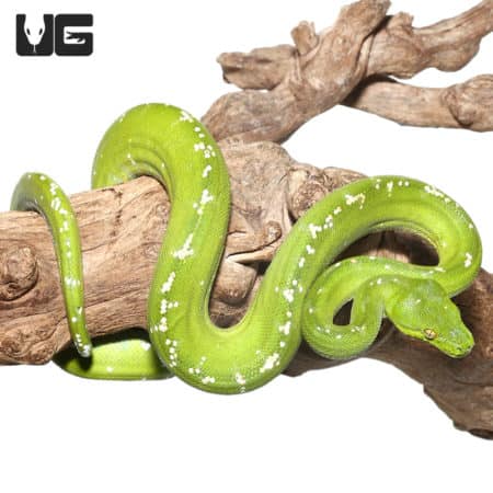 Adult Aru Green Tree Python for sale - Underground Reptiles