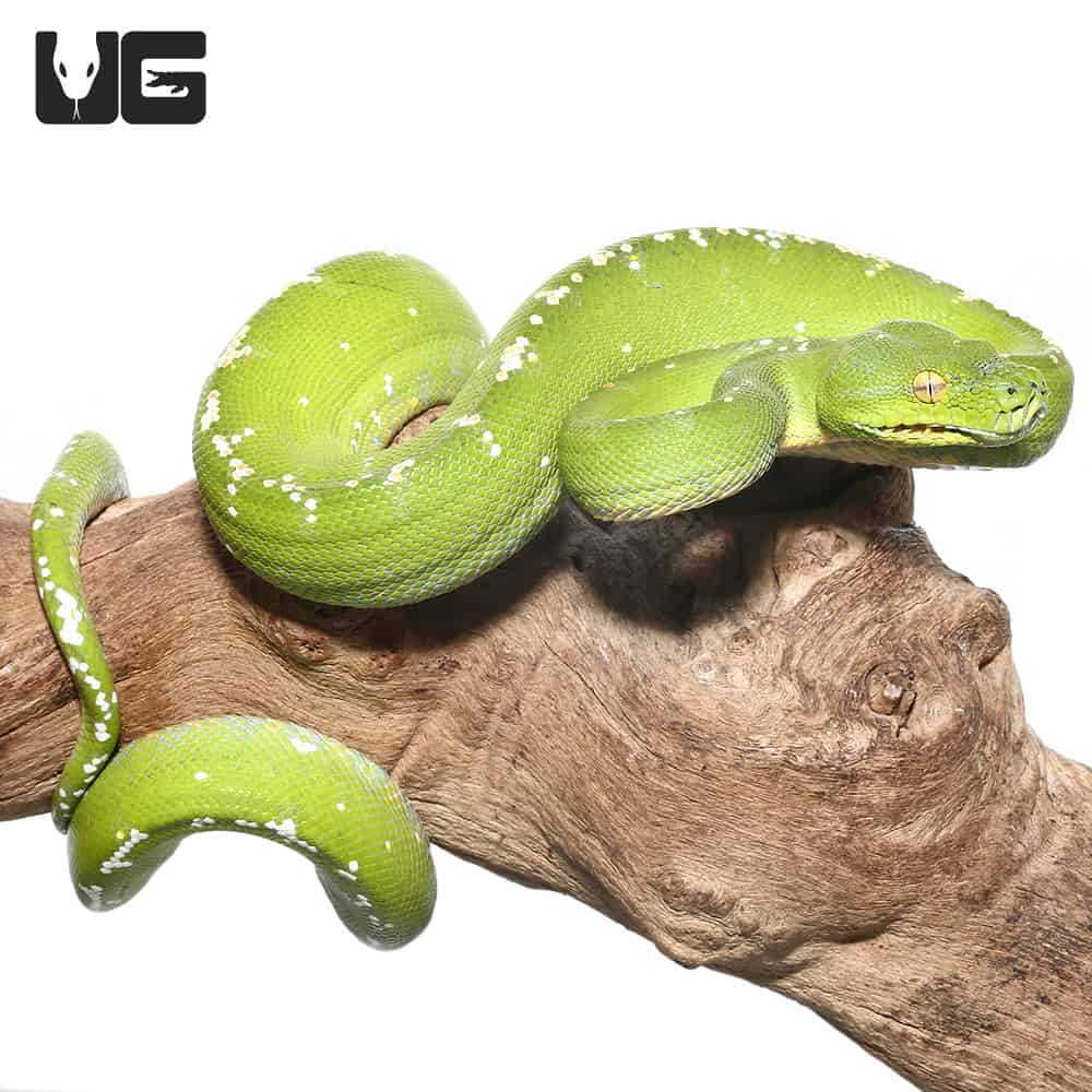 Sub-Adult Aru Green Tree Python #2 (Morelia viridis) For Sale