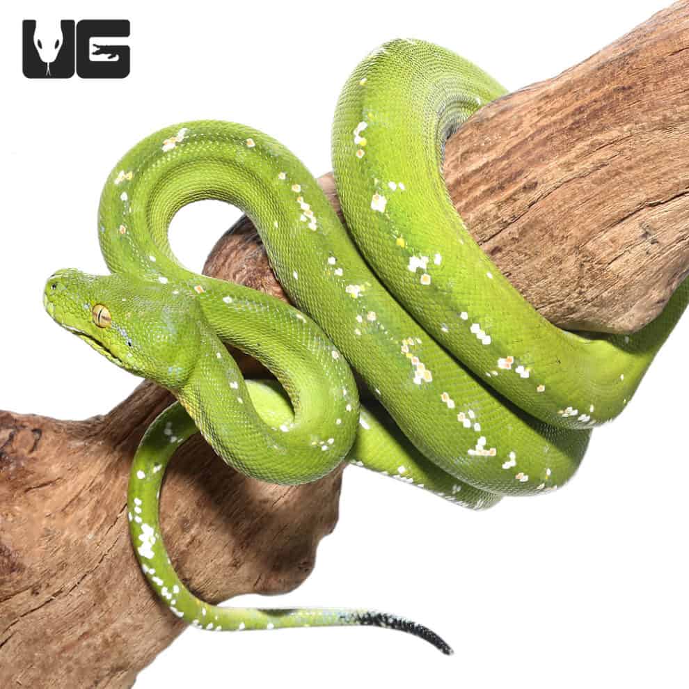 Adult Aru Green Tree Python for sale - Underground Reptiles