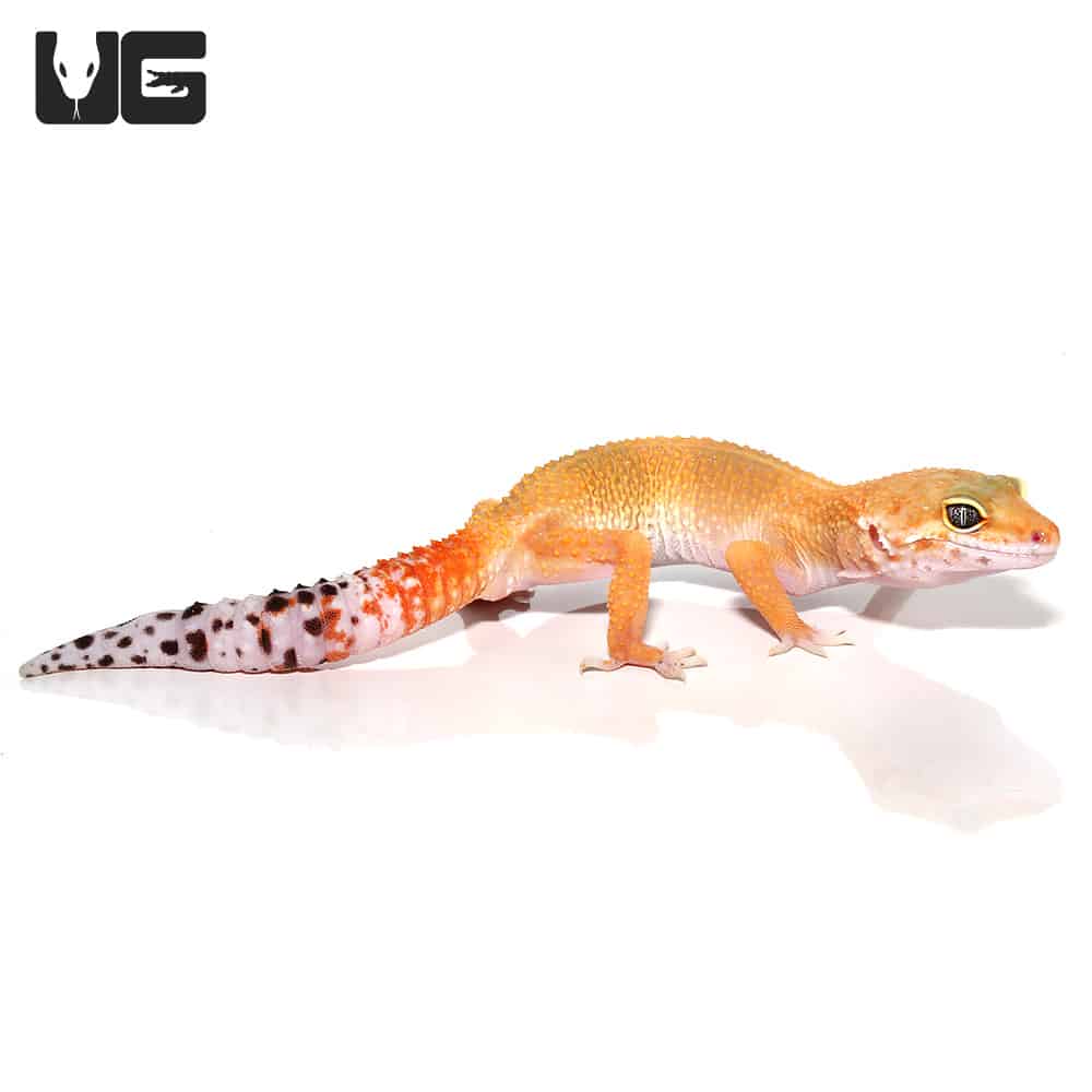 SubAdult Tangerine Leopard Gecko (Eublepharis macularius) For Sale