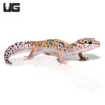 Sub-Adult Leopard Gecko (Eublepharis macularius) For Sale - Underground Reptiles