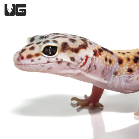 Sub-Adult Leopard Gecko (Eublepharis macularius) For Sale - Underground Reptiles