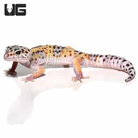 Sub-Adult Leopard Gecko (Eublepharis macularius) For Sale - Underground Reptiles