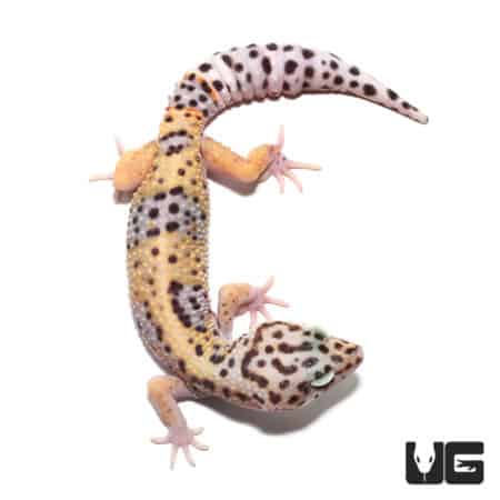 Sub-Adult Leopard Gecko (Eublepharis macularius) For Sale - Underground Reptiles