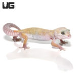 Sub-Adult Super Hypo Carrot Tail Leopard Gecko (Eublepharis macularius) For Sale - Underground Reptiles