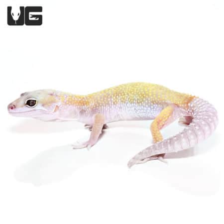 Sub-Adult Super Hypo Carrot Tail Leopard Gecko (Eublepharis macularius) For Sale - Underground Reptiles