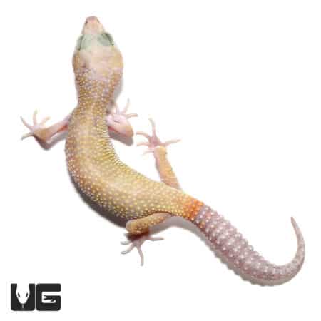Sub-Adult Super Hypo Carrot Tail Leopard Gecko (Eublepharis macularius) For Sale - Underground Reptiles