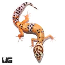 Sub-Adult Tangerine Leopard Gecko (Eublepharis macularius) For Sale - Underground Reptiles