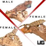 Bell's Angle Head Trio (Gonocephalus Bellii) For Sale - Underground Reptiles