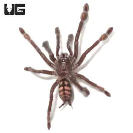 Venezuelan Suntiger Tarantula For Sale - Underground Reptiles