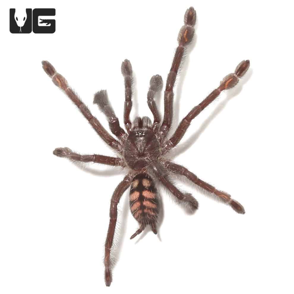 Venezuelan Suntiger Tarantula For Sale Underground Reptiles