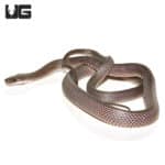Western Forest File Snake (Mehelya poensis) For Sale - Underground Reptiles