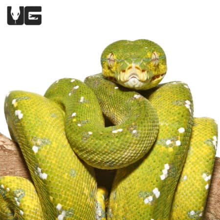 Yearling Aru Green Tree Python #1 (Morelia viridis) For Sale - Underground Reptiles