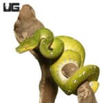 Yearling Aru Green Tree Python #1 (Morelia viridis) For Sale - Underground Reptiles