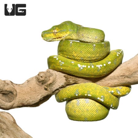 Yearling Aru Green Tree Python #1 (Morelia viridis) For Sale - Underground Reptiles